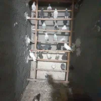 کبوتر پرش سنگین به شرط