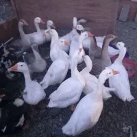 فروش غاز محلی|حیوانات مزرعه|نقده, |دیوار