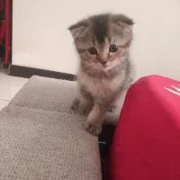 گربه نژاد اسکاتیش و بریتیش