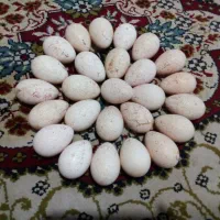تخم بوقلمون|حیوانات مزرعه|آستانه اشرفیه, |دیوار