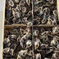 جوجه بوقلمون بوربون و برنز، برهما