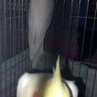 جفت عروس هلندی لوتینو