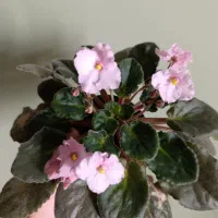 گل طبیعی صورتی بسیار مقاوم