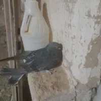 ۳۰۰۰۰۰۰|پرنده|کبودرآهنگ, |دیوار