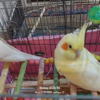 عروس هلندی جفت لوتینو مولد
