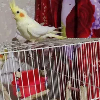 عروس هلندی لوتینو