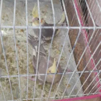 عروس هلندی