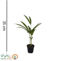 گیاه اریکا نشا گلدان ۱۰|گل و گیاه طبیعی|تهران, عباس‌آباد|دیوار