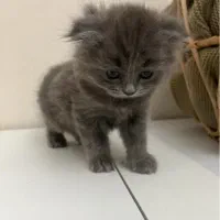 اسکاتیش ماده ۶۷ روزه