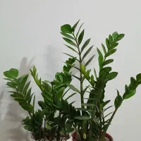 یوکا.فیکوس.برگ انجیری.پتوس.|گل و گیاه طبیعی|تهران, نعمت‌آباد|دیوار