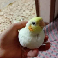 فروش سه عدد طوطی عروس|پرنده|اردبیل, |دیوار