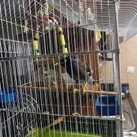 پرنده سخنگو|پرنده|شهریار, یوسف آباد صیرفی|دیوار