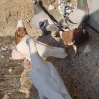 کفتر|پرنده|شیراز, شیخ علی چوپان|دیوار