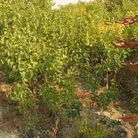 انواع نهال توت. گردو.ومیوه