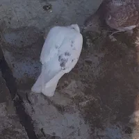 کفتر ماده ، پاپر پرشی..|پرنده|پاکدشت, پاکدشت (مامازند)|دیوار