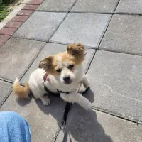 سگ پا کوتاه ۶ماهه