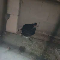 مرغ. جوجه. خروس|حیوانات مزرعه|لامرد, |دیوار