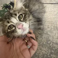 واگذاری گربه|گربه|تهران, درب دوم|دیوار