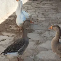 قوغاز|حیوانات مزرعه|قزوین, |دیوار