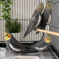 فروش عروس هلندی سالم وسرحال