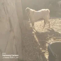 چپش دورگ سانا