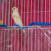 قناری موزاییکی|پرنده|خواف, |دیوار