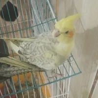 جوجه عروس هلندی|پرنده|چابهار, |دیوار