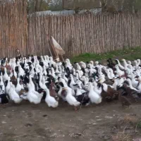 فروش اردک نر محلی