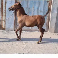 کره شش ماهه