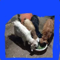 بزغاله نر یکی سه تا ماده خوشکل