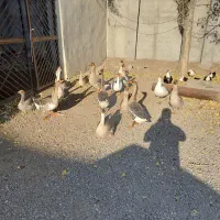 فروش قو غاز ارگانیک