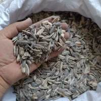 تخمه آفتاب گردان