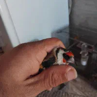 سهره|پرنده|تیکمه داش, |دیوار