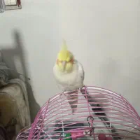 عروس،هلندی|پرنده|مشهد, رضاییه|دیوار