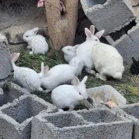 فروش خرگوش پشمالو و ساده