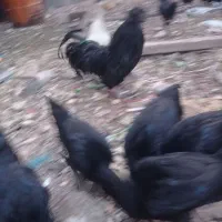 تخم نطفه دار ایام سمانی