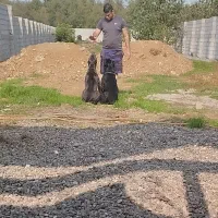 کن کورسو ماده ۱۴ماهه باسابقه یکبار زایمان سالم|سگ|کومله, |دیوار