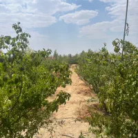زمین ۱۰۰۰ متری کودیان