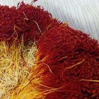 زعفران دختر پیچ