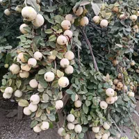 به مربایی
