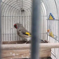 سهره کرمونی دهن زن|پرنده|شیراز, کوشک میدان|دیوار