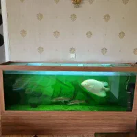 فروش آکواریوم بزر گ با ماهی
