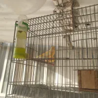 قناری نر|پرنده|کوه چنار, |دیوار