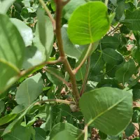 فروش-باغ-پسته