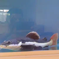 ماهی آکواریوم رِد تِیل|ماهی|صومعهسرا, |دیوار