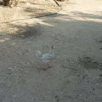 فروش 15 عدد مرغ و خروس محلی سالم و سرحال|حیوانات مزرعه|علامرودشت, |دیوار