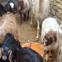 بره. بزغاله داشتی و کشتاری