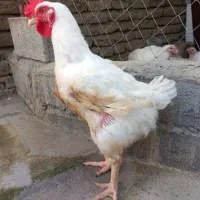 خروس ارگانیک