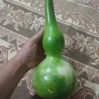 کدو تزئینی خوش رنگ نهالی