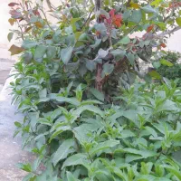 اجاره مسکونی حیاط دار،باصفا و خوش قیمت و نقلی